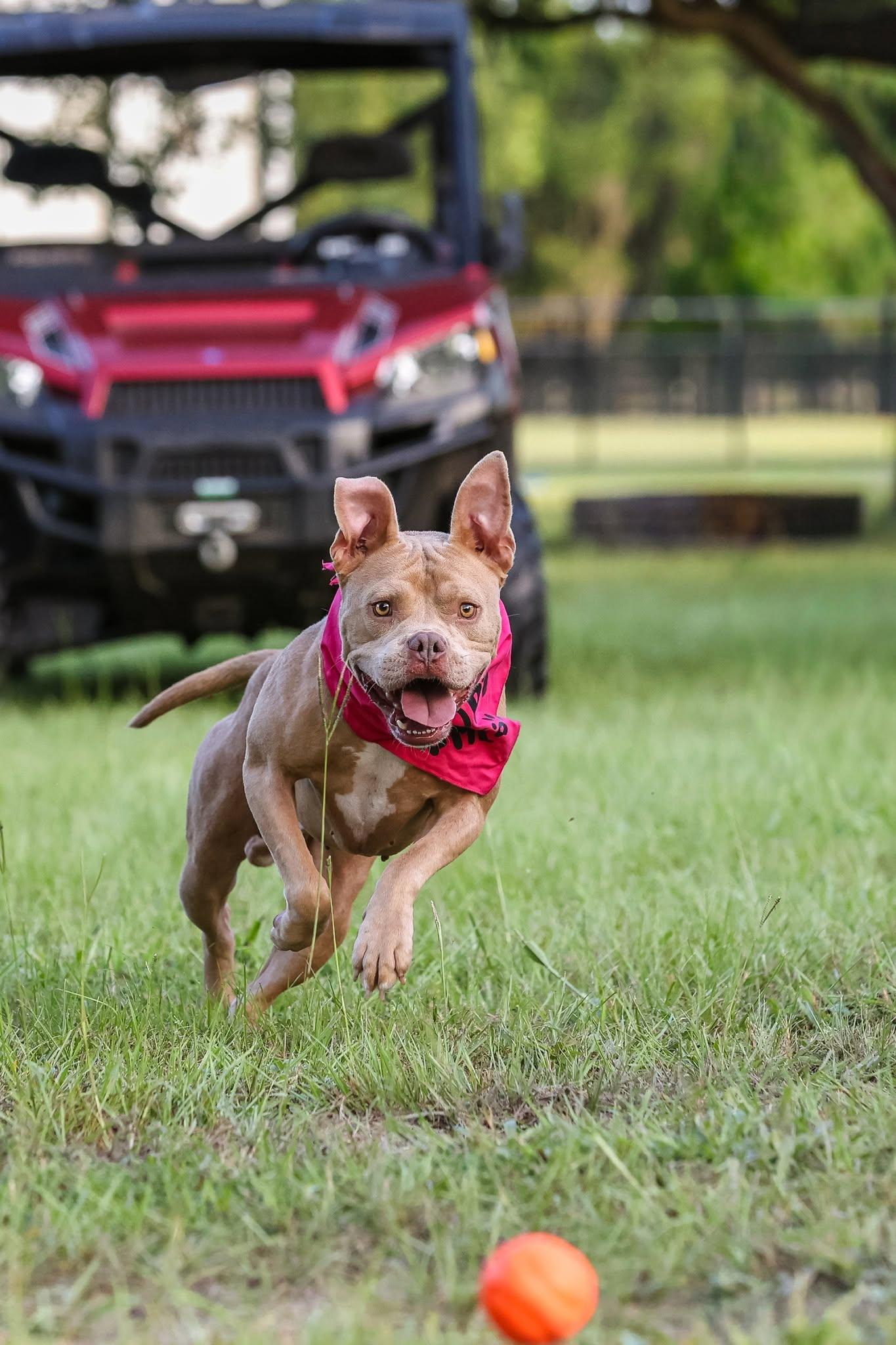 Rocky II, a Adoptable Mixed Breed in Gainesville, FL image 3/3
