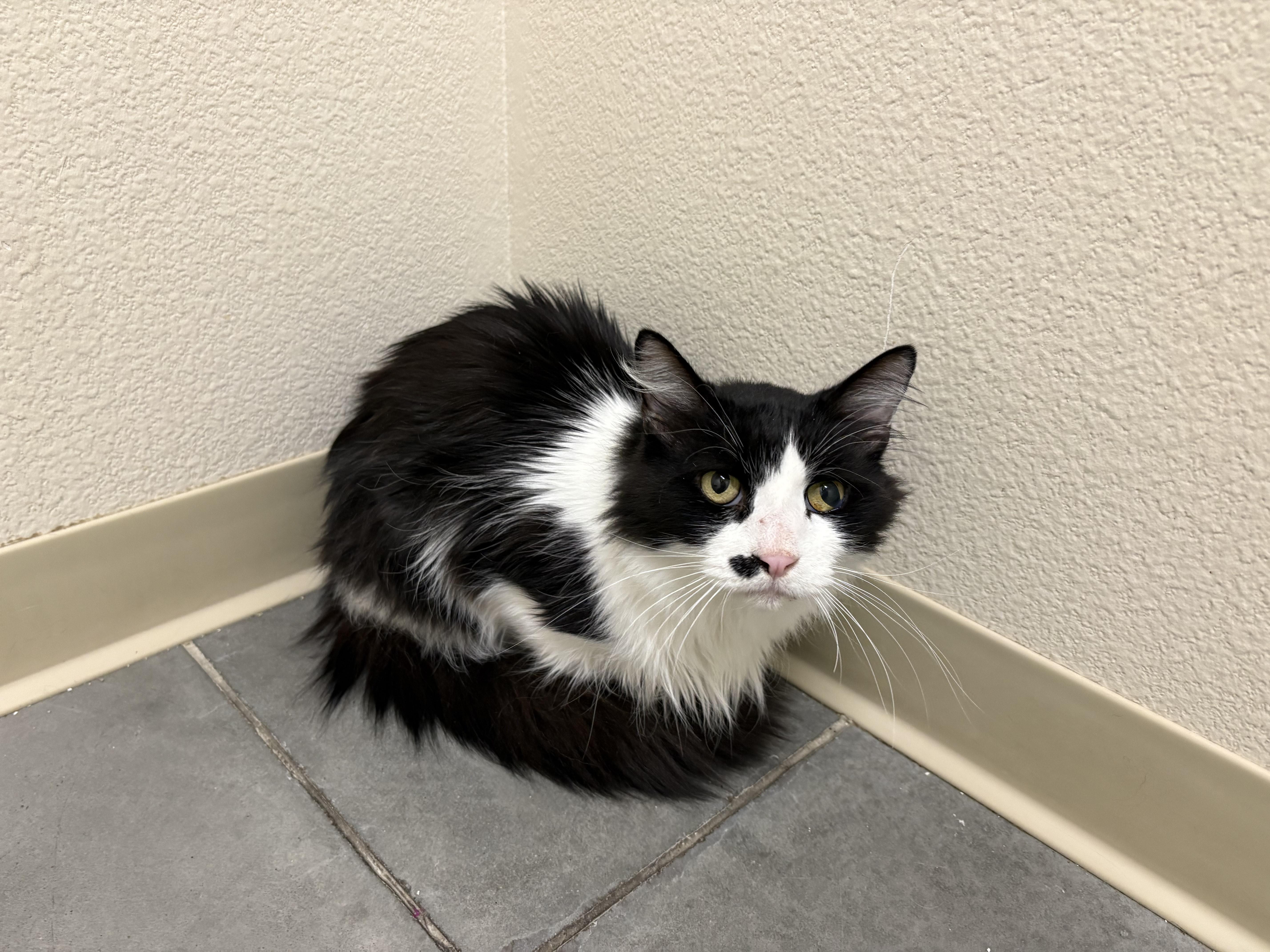 Monty, an adoptable Domestic Medium Hair in Boise, ID, 83709 | Photo Image 1
