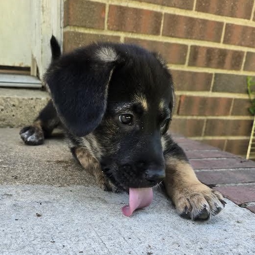 Enlarge Etienne, an adopted mixed breed in Midlothian, VA image 3/3