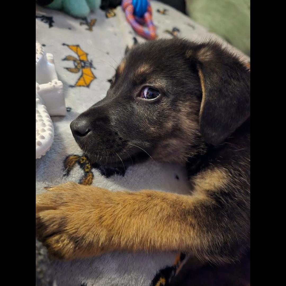 Enlarge Etienne, an adopted mixed breed in Midlothian, VA image 2/3