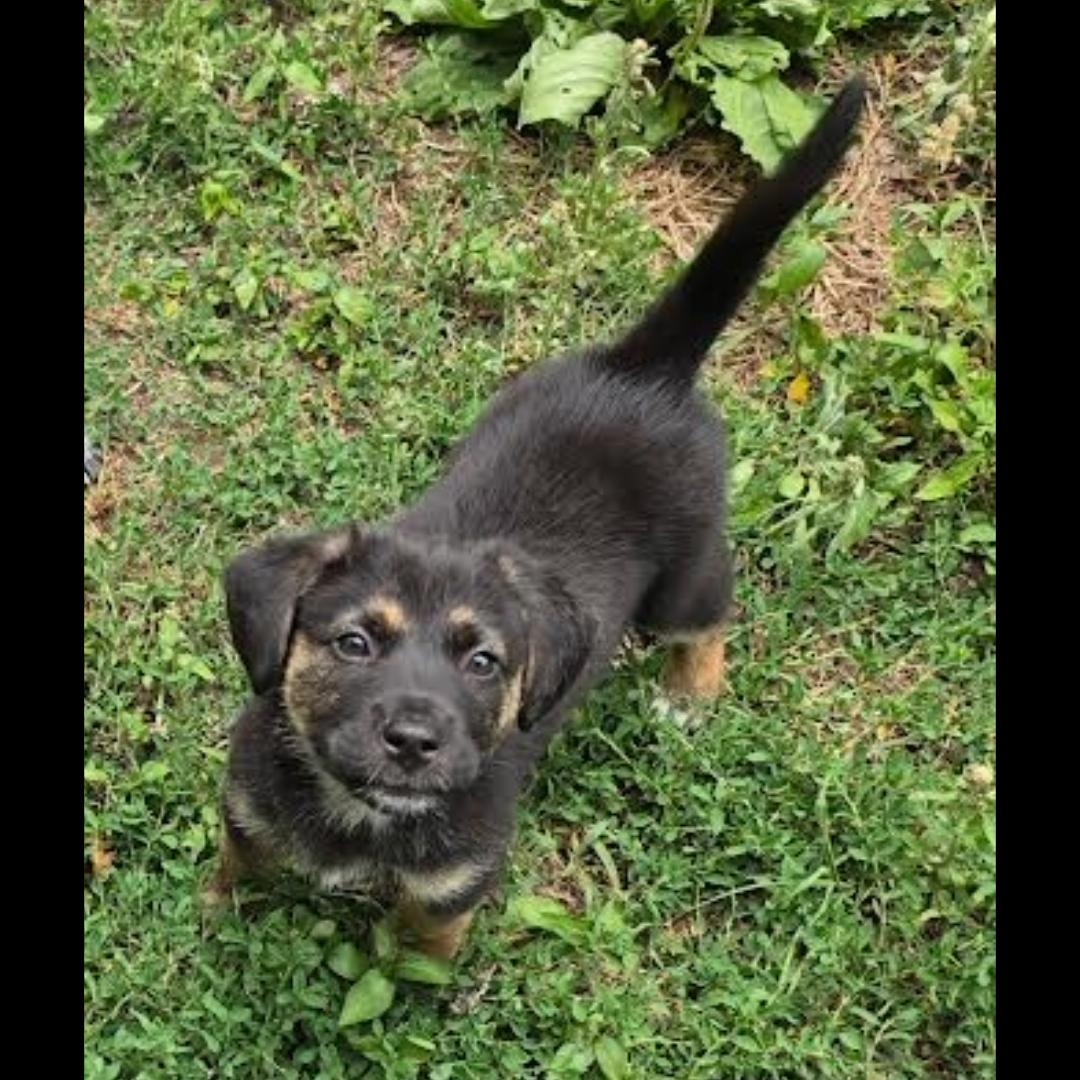 Enlarge Etienne, an adopted mixed breed in Midlothian, VA image 1/3