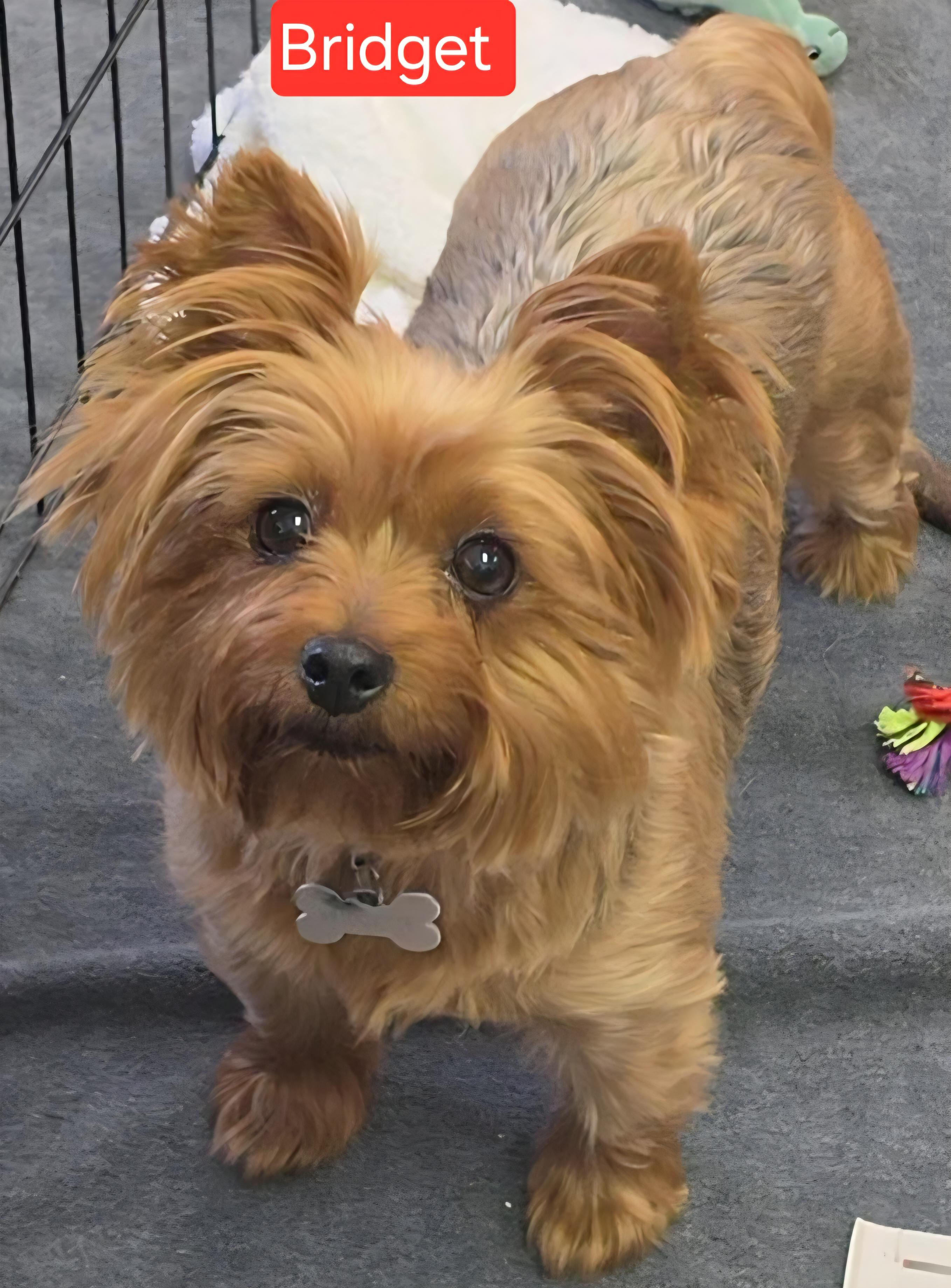 Bridget, a ADOPTABLE Yorkshire Terrier in LaGrange, IN image 2/3