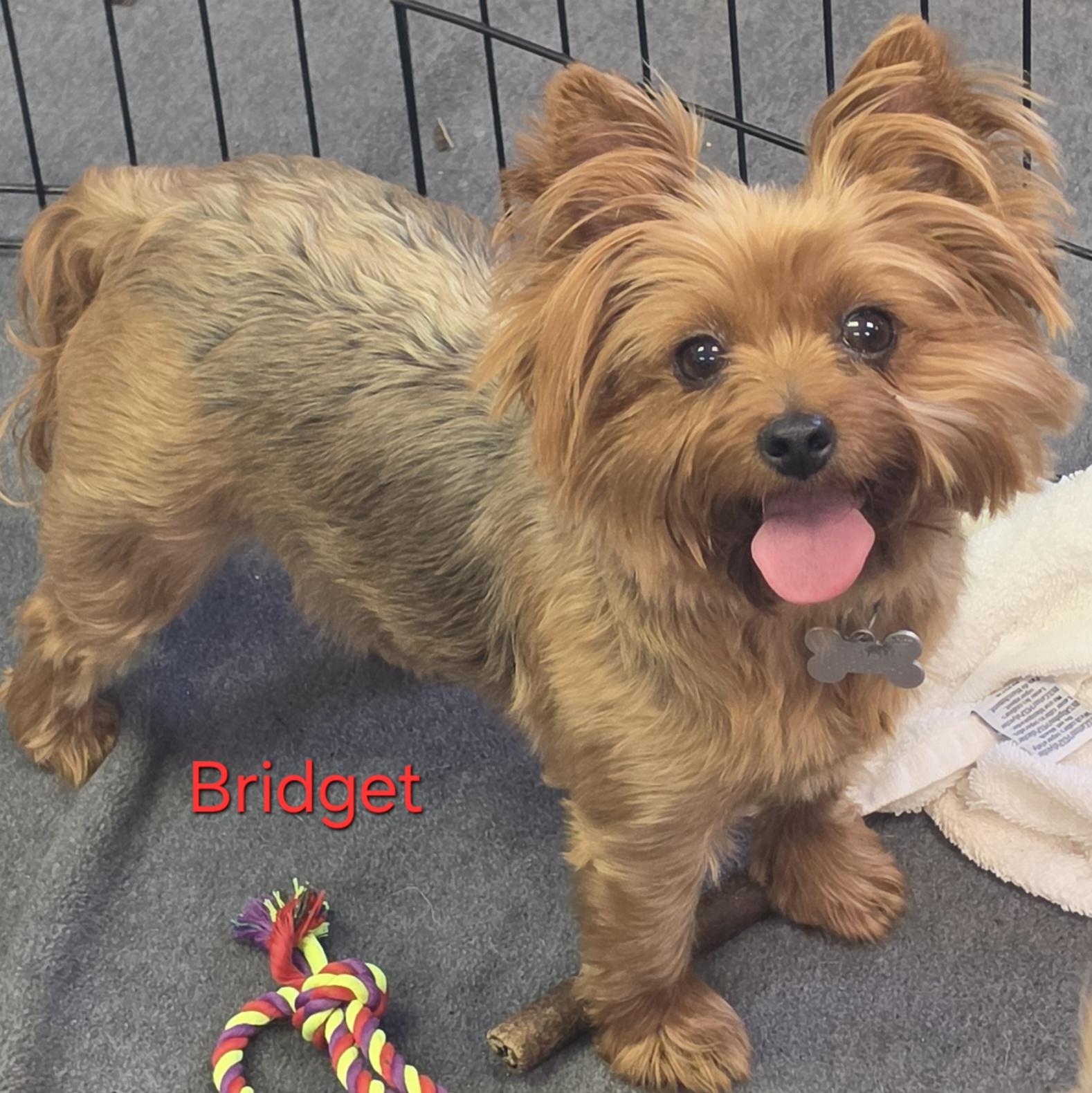 Bridget, ADOPTABLE, Adult Female Yorkshire Terrier.