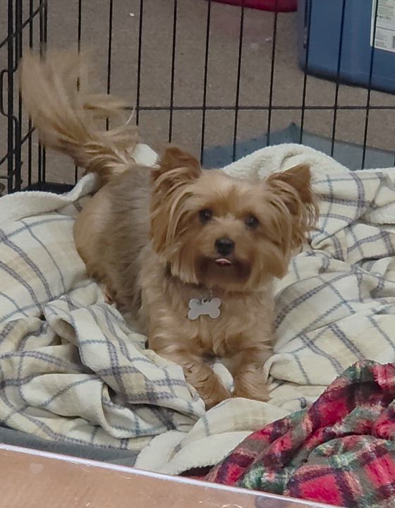 Enlarge Bridget, a ADOPTABLE Yorkshire Terrier in LaGrange, IN video 3/3