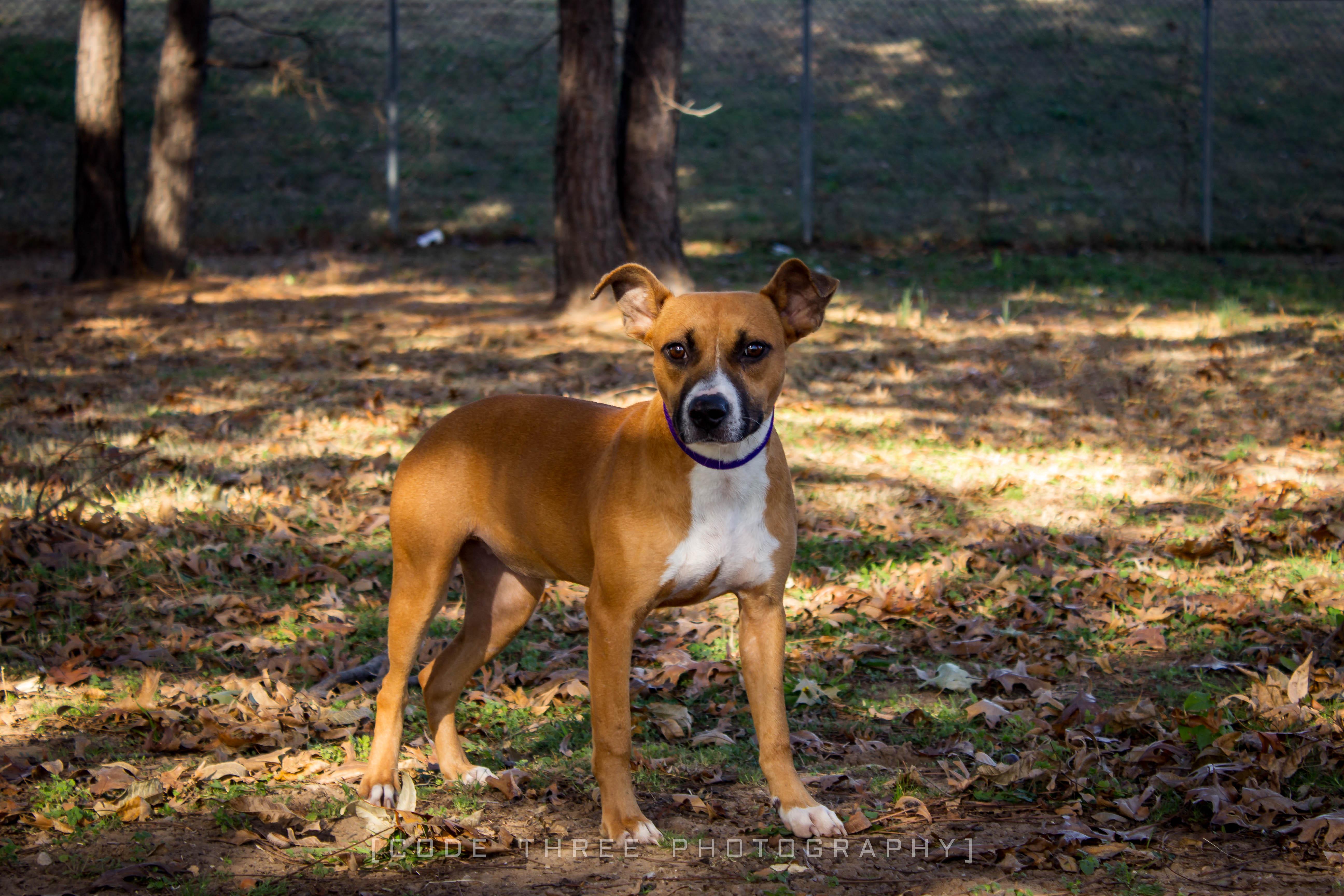 Jolene, Adoptable, Young Female Boxer.