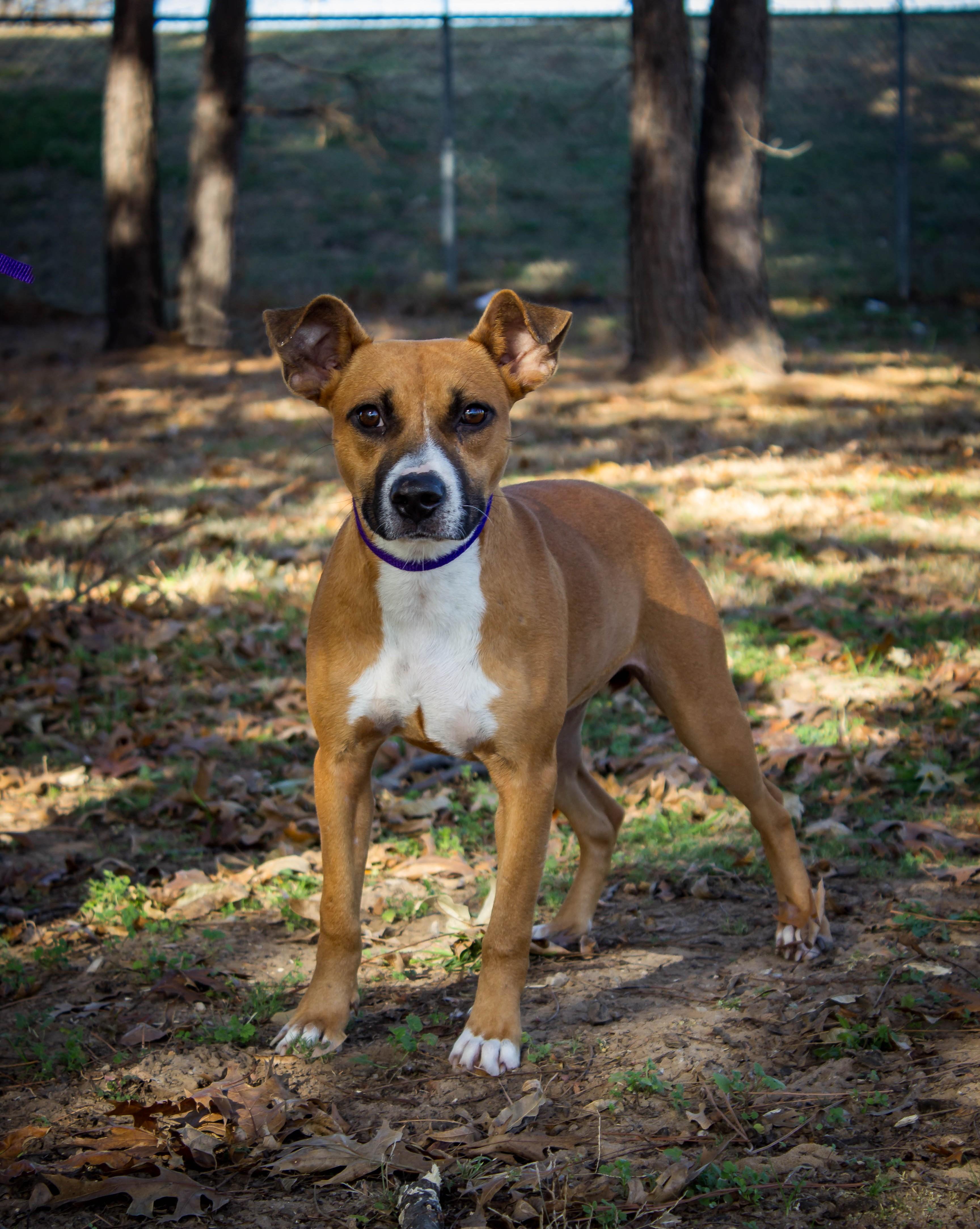 Jolene, a Adoptable mixed breed in Jenks, OK image 2/2
