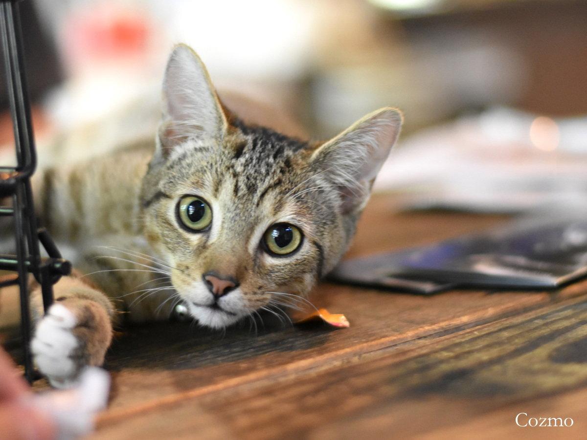 Cozmo, Adoptable, Kitten Male Domestic Medium Hair.