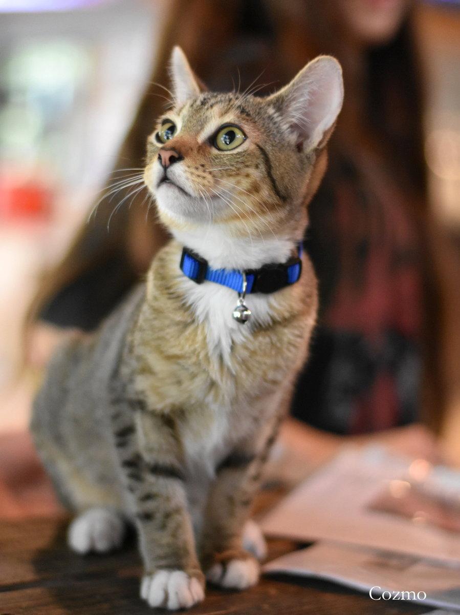 Enlarge Cozmo, a Adoptable Domestic Medium Hair in Montgomery, TX image 2/3