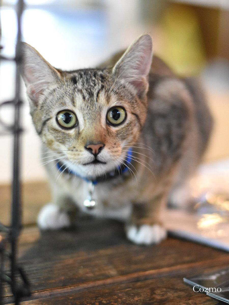 Enlarge Cozmo, a Adoptable Domestic Medium Hair in Montgomery, TX image 3/3