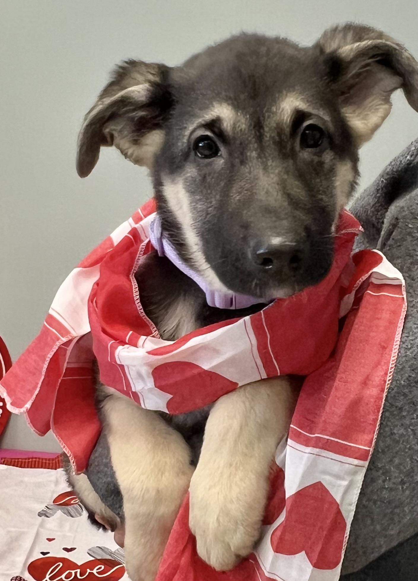 KOA, an adopted German Shepherd Dog in Belmont, NY image 3/4