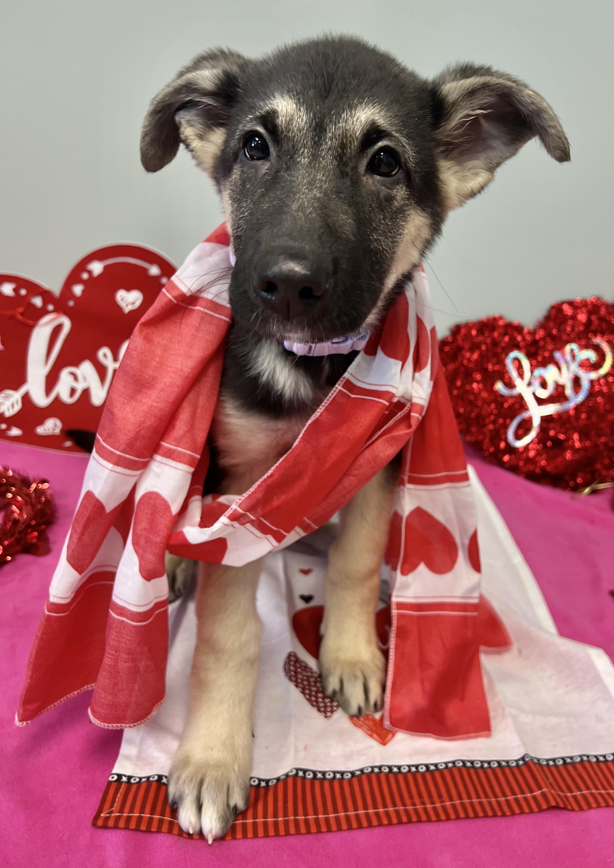 KOA, an adopted German Shepherd Dog in Belmont, NY image 2/4