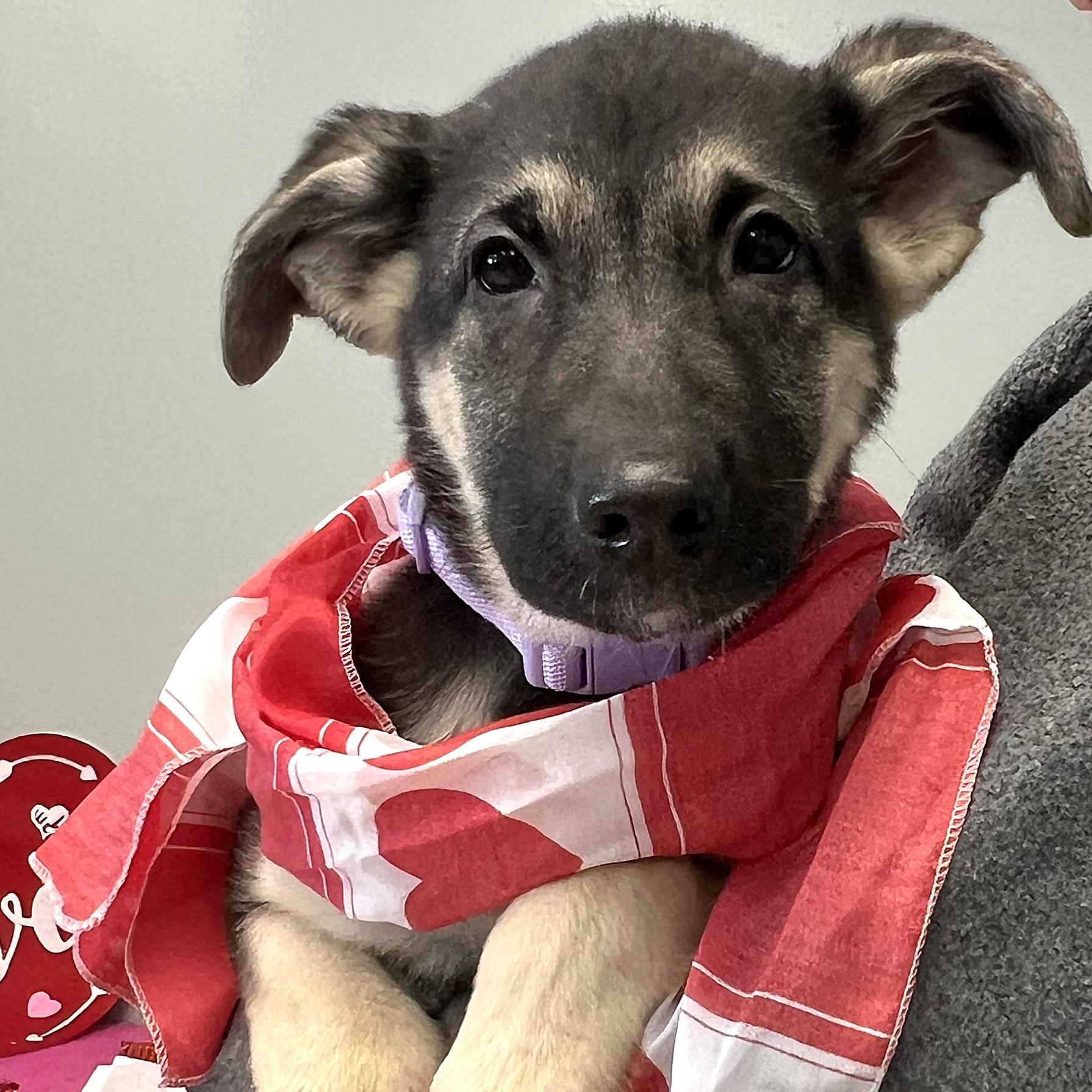 KOA, adopted, Young Female German Shepherd Dog.