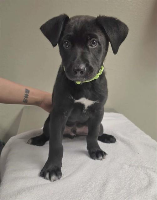 Vader, adopted, Puppy Male Labrador Retriever.