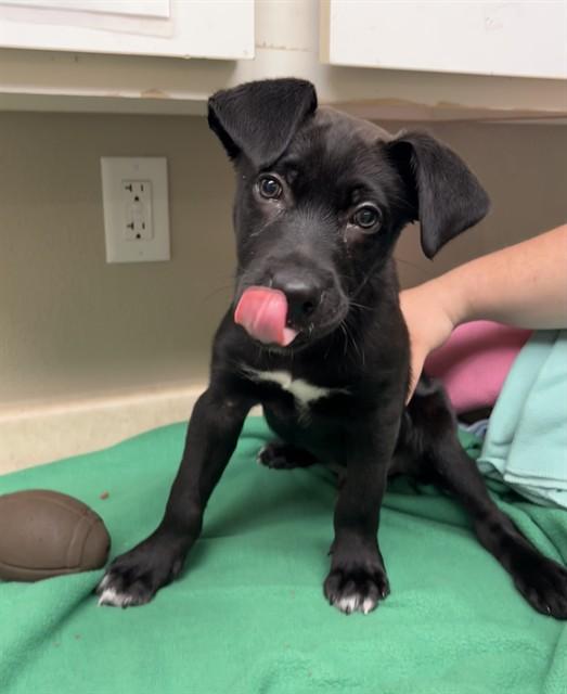 Enlarge Vader, an adopted mixed breed in Phoenix, OR image 2/2