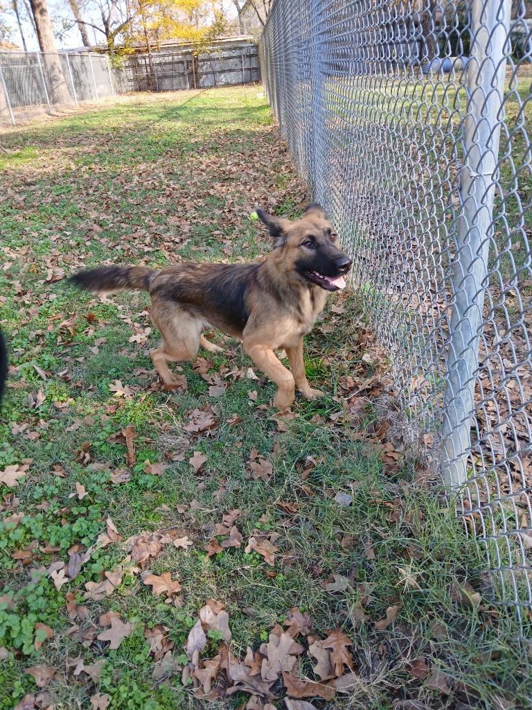 Cassidy, Adoptable, Young Female German Shepherd Dog.