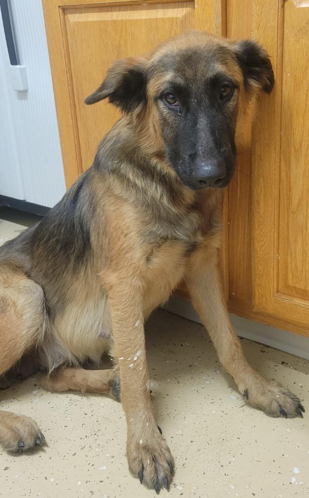 Enlarge Cassidy, a Adoptable German Shepherd Dog in Seven Points, TX image 2/2