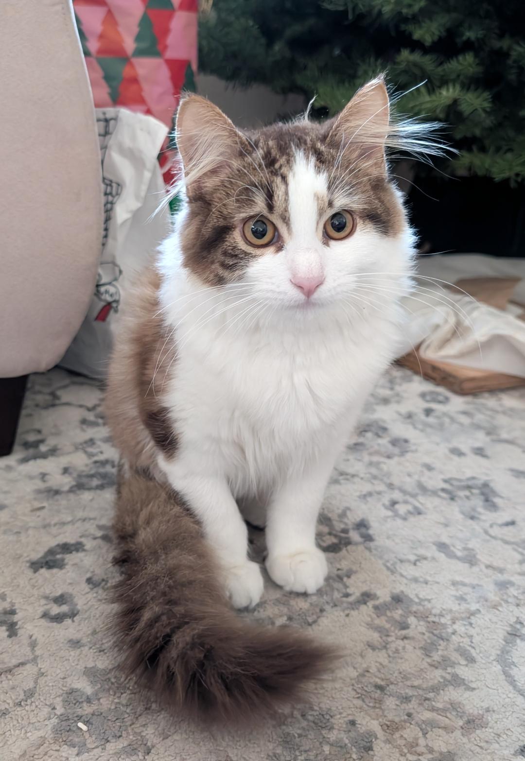 Enlarge Ari, an adopted Domestic Long Hair in Oceanside, CA image 2/4