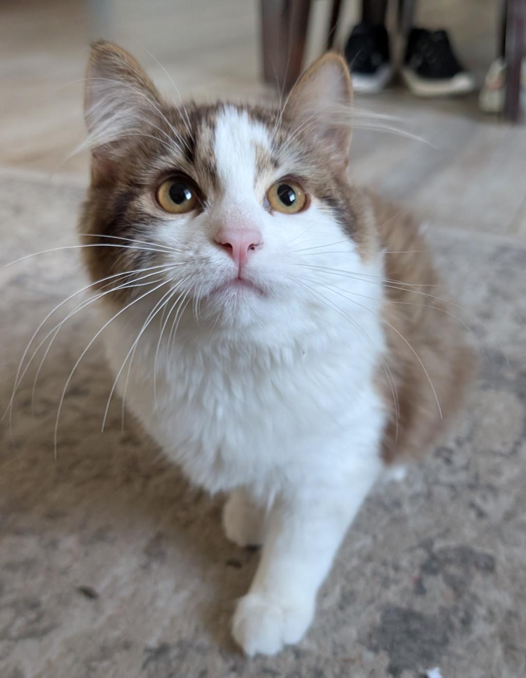 Ari, adopted, Kitten Male Domestic Long Hair.