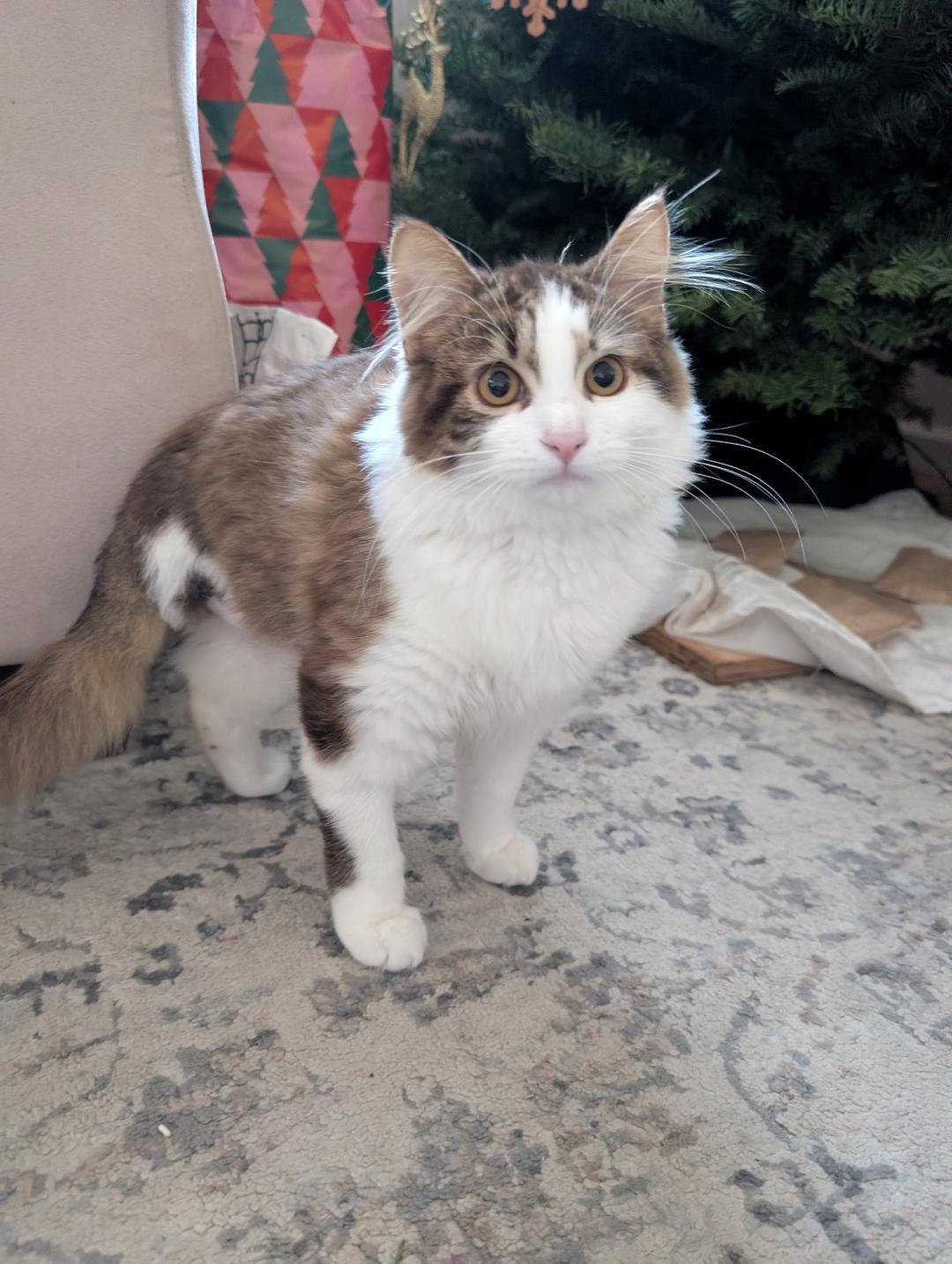 Enlarge Ari, an adopted Domestic Long Hair in Oceanside, CA image 4/4