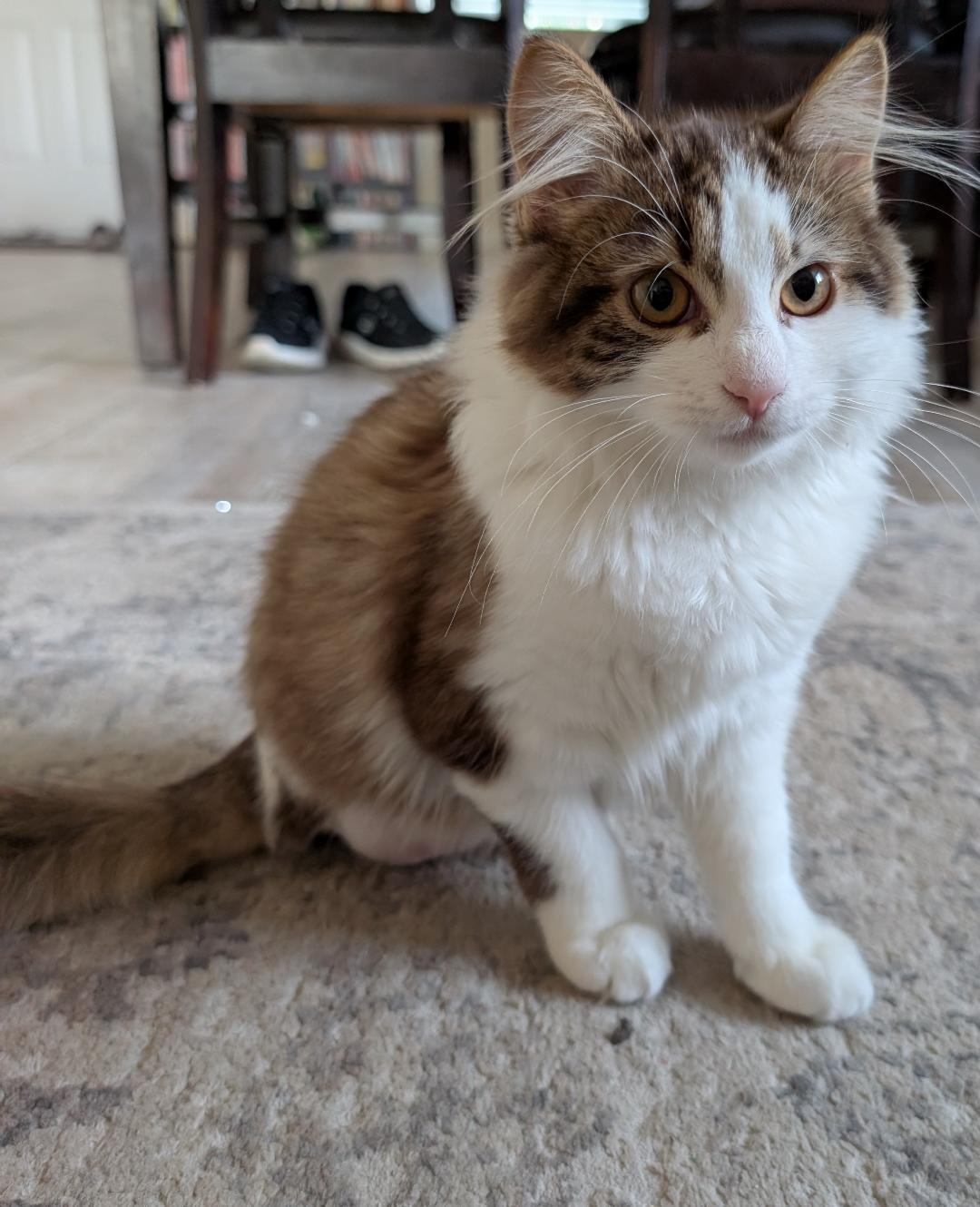 Enlarge Ari, an adopted Domestic Long Hair in Oceanside, CA image 3/4