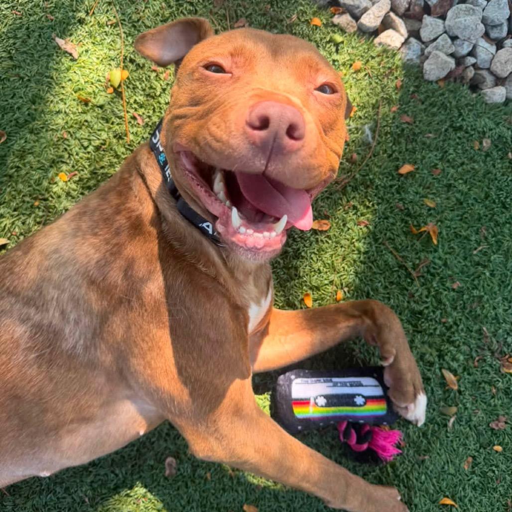 Lilly, Adoptable, Adult Female Pit Bull Terrier.