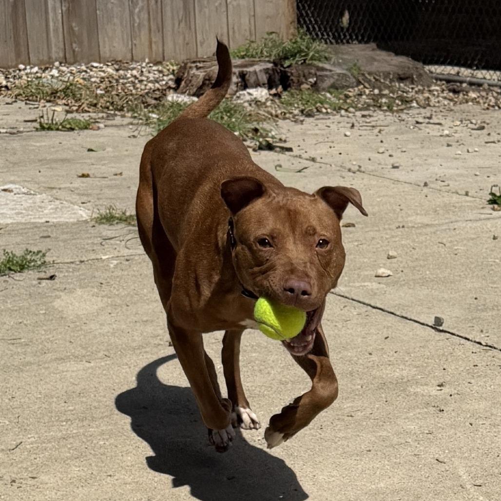 Enlarge Lilly, a Adoptable Pit Bull Terrier in Indianapolis, IN image 2/4