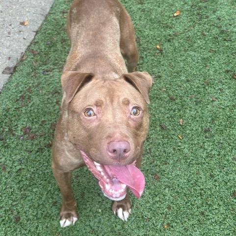Enlarge Lilly, a Adoptable Pit Bull Terrier in Indianapolis, IN image 3/4
