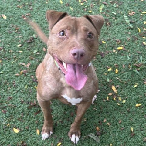 Enlarge Lilly, a Adoptable Pit Bull Terrier in Indianapolis, IN image 4/4