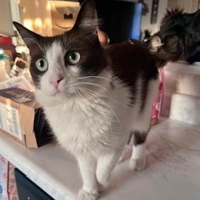 Enlarge Theodore (Theo), a ADOPTABLE Domestic Long Hair in Jacksonville, AR image 2/2