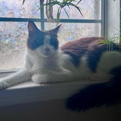 Enlarge Theodore (Theo), a ADOPTABLE Domestic Long Hair in Jacksonville, AR image 1/2