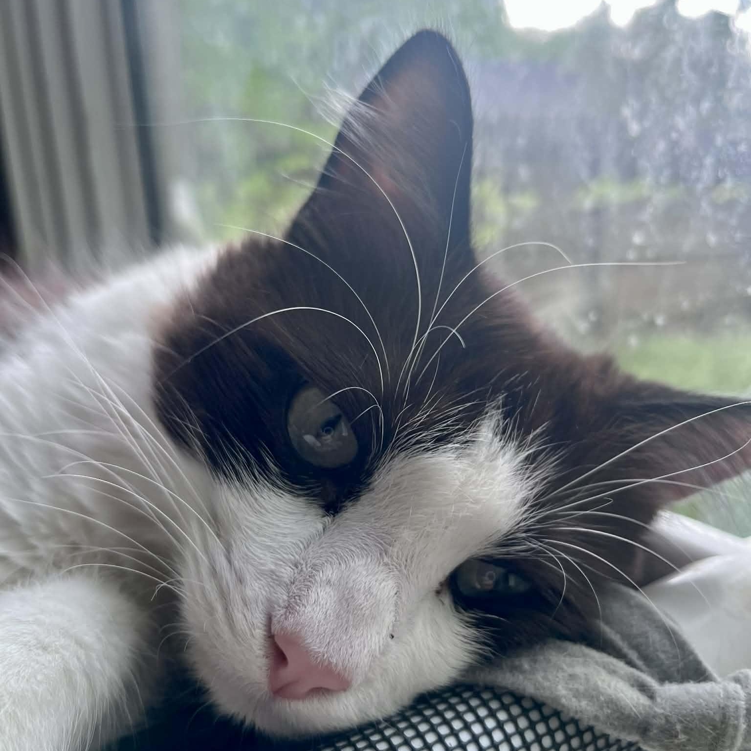 Enlarge Theodore (Theo), a ADOPTABLE Domestic Long Hair in Jacksonville, AR image 4/4