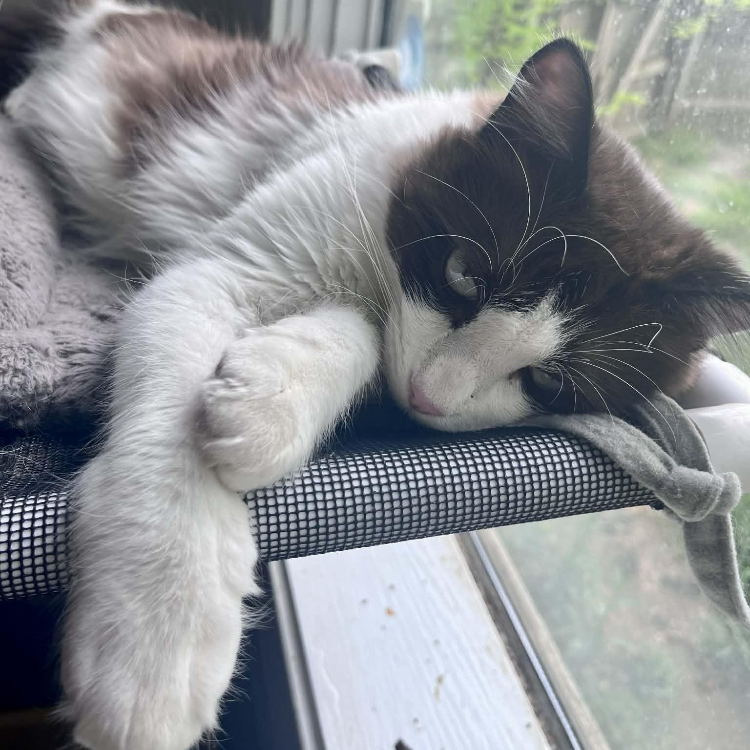 Enlarge Theodore (Theo), a ADOPTABLE Domestic Long Hair in Jacksonville, AR image 1/4