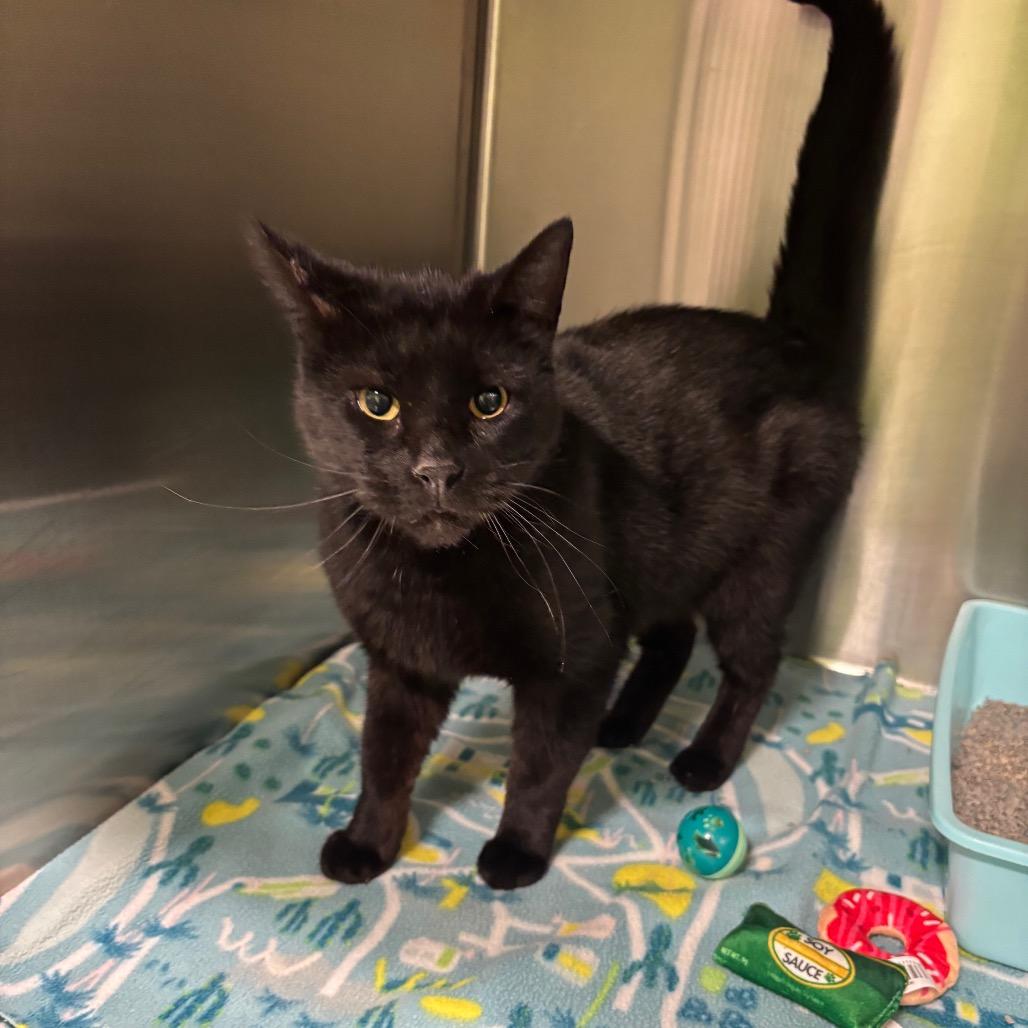 Enlarge Charlie, a Adoptable Domestic Short Hair in Brookfield, MO image 1/1