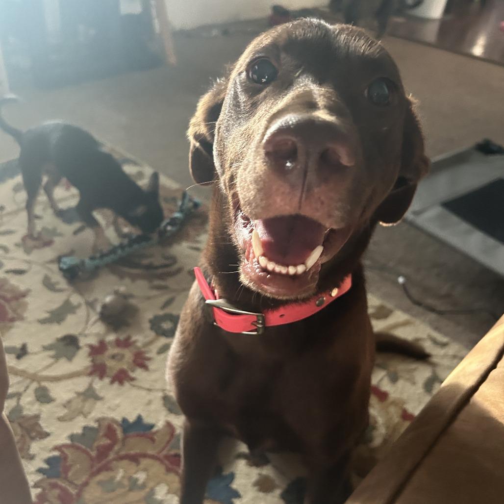 Lesley, Adoptable, Young Female Mixed Breed.