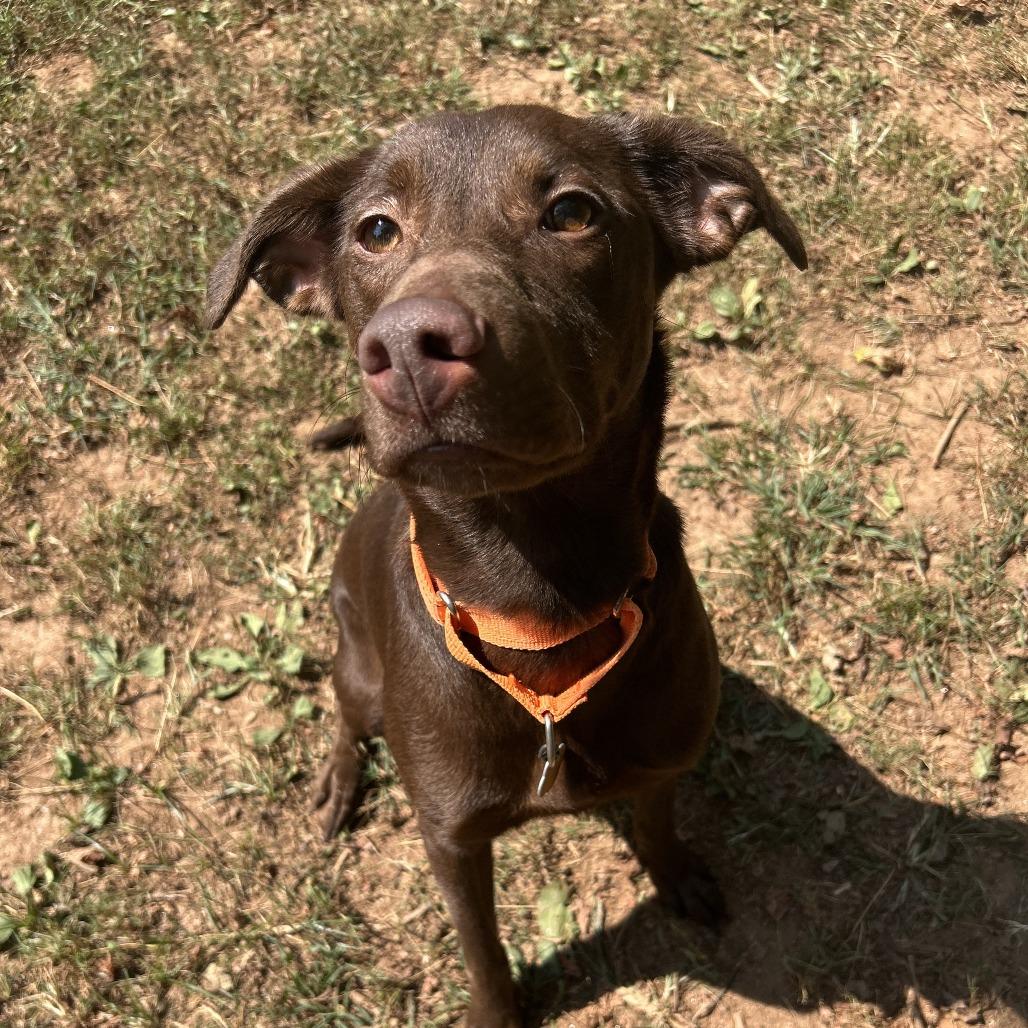 Enlarge Lesley, a Adoptable Mixed Breed in Auburn, AL image 2/6