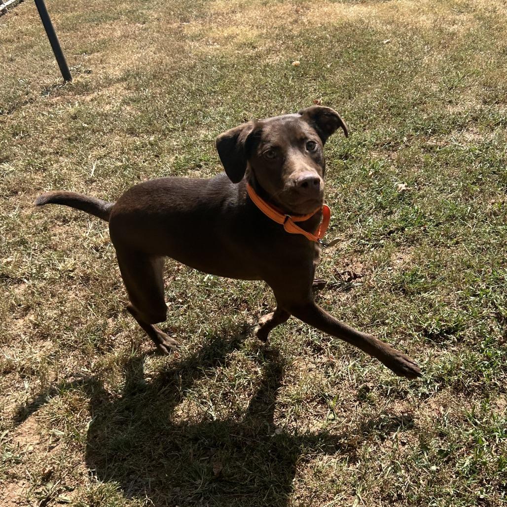 Enlarge Lesley, a Adoptable Mixed Breed in Auburn, AL image 3/6