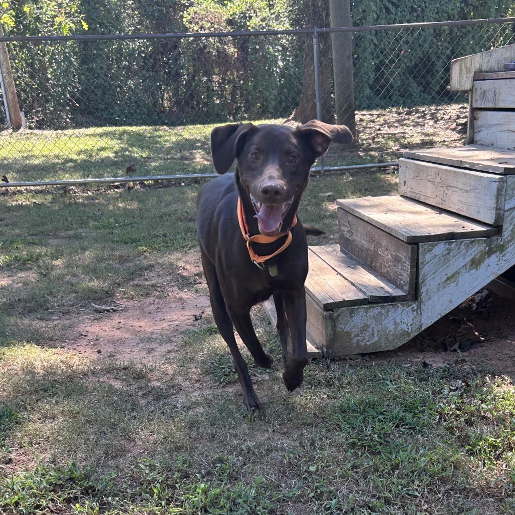 Enlarge Lesley, a Adoptable Mixed Breed in Auburn, AL image 4/6