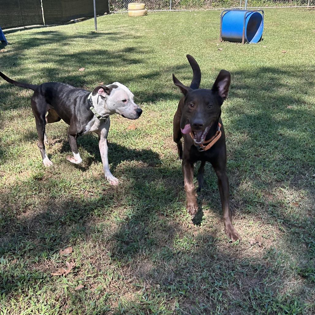 Enlarge Lesley, a Adoptable Mixed Breed in Auburn, AL image 5/6