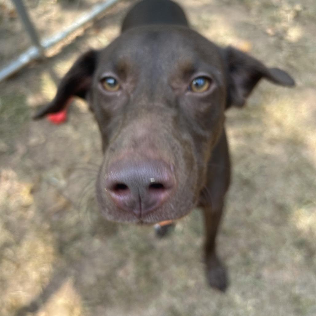 Enlarge Lesley, a Adoptable Mixed Breed in Auburn, AL image 6/6