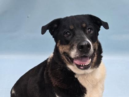 Nudge, Adoptable, Senior Female Beagle & Labrador Retriever.