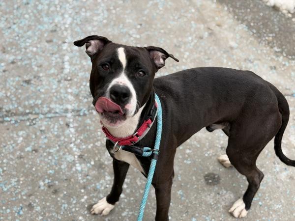 Tarmack — thumbnail 2