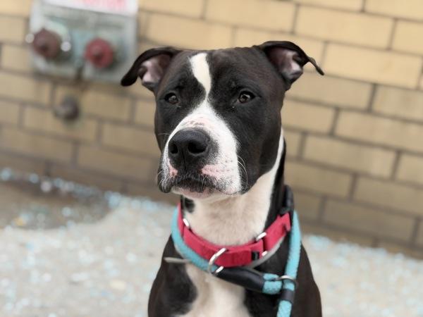 Tarmack — thumbnail 3