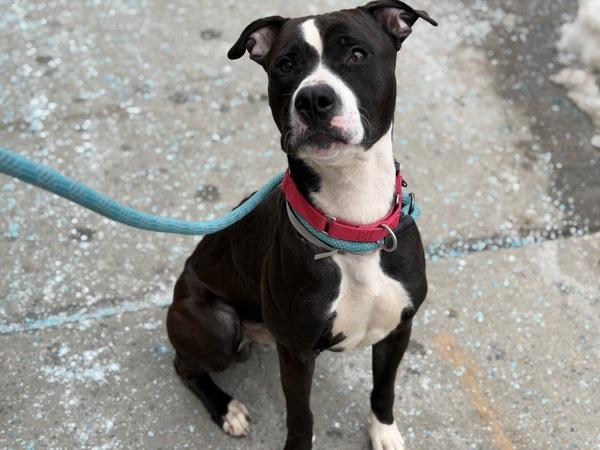 Tarmack — thumbnail 4