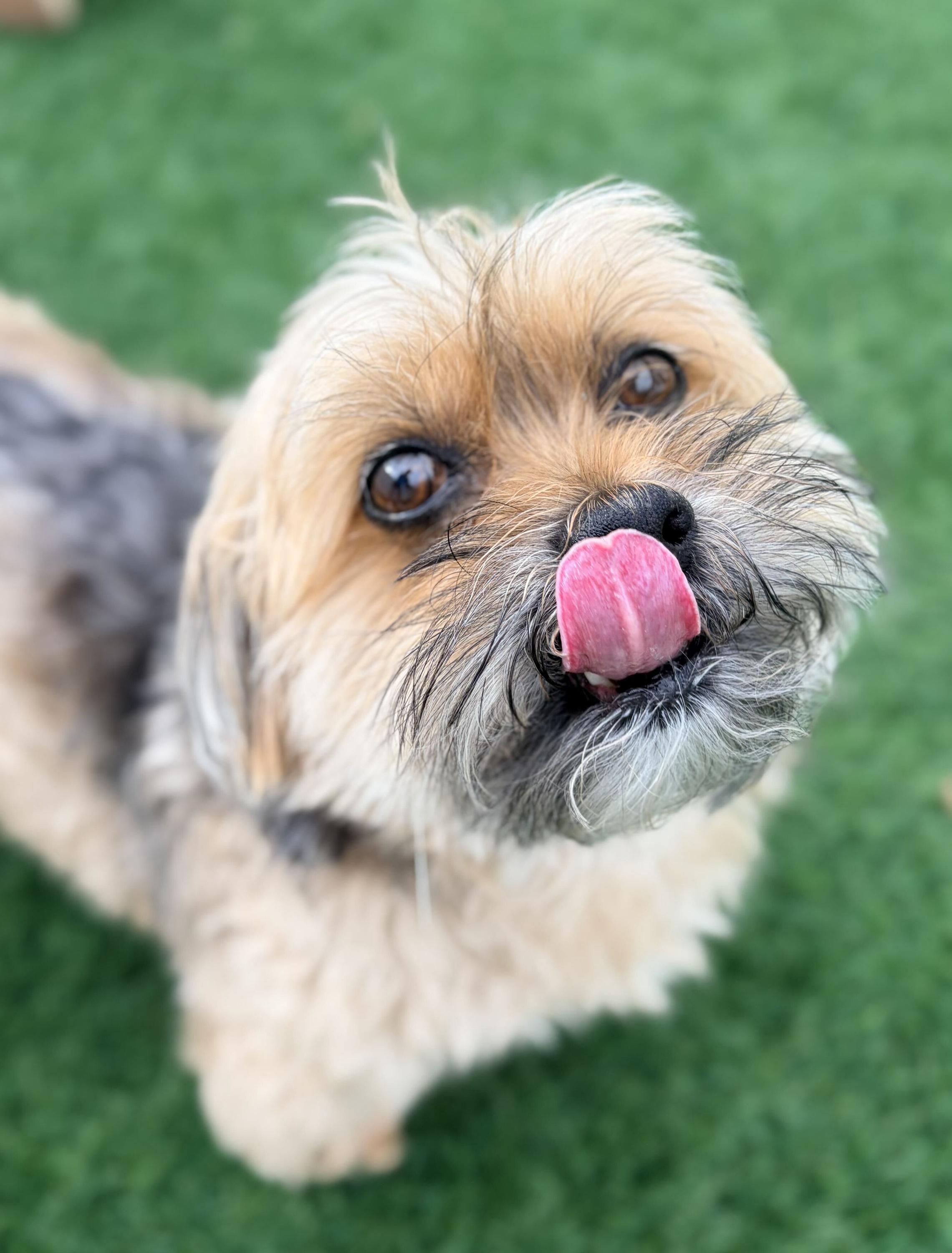 Buster, Adoptable, Senior Male Yorkie Poo.