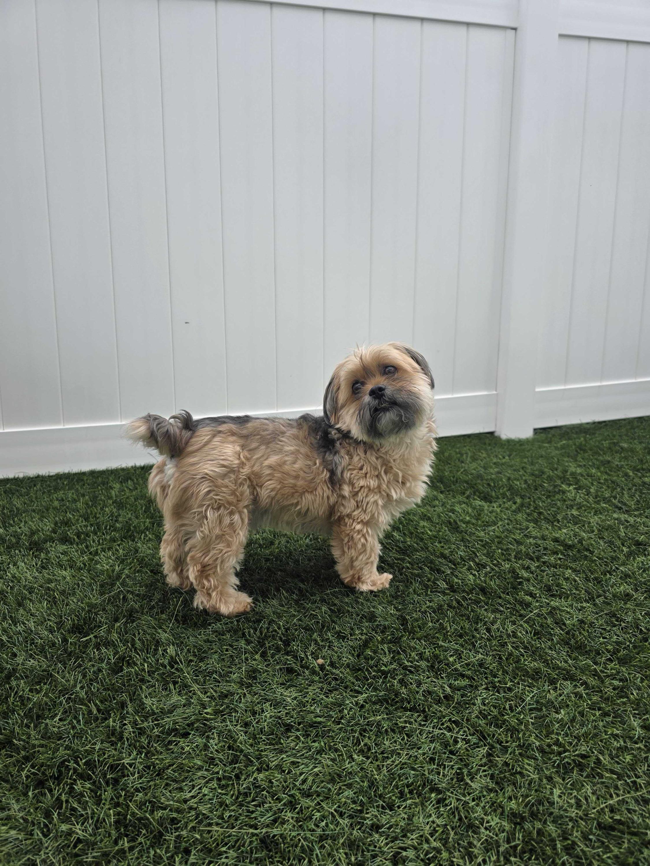 Enlarge Buster, a Adoptable mixed breed in O'Fallon, MO image 3/3