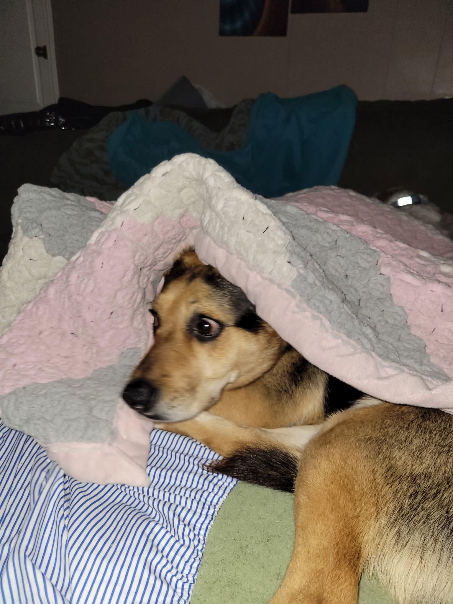 Peanut, a Adoptable mixed breed in Lively, ON image 1/3