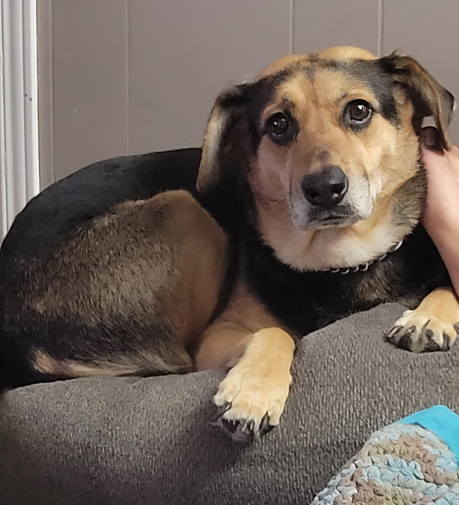 Peanut, a Adoptable mixed breed in Lively, ON image 2/3