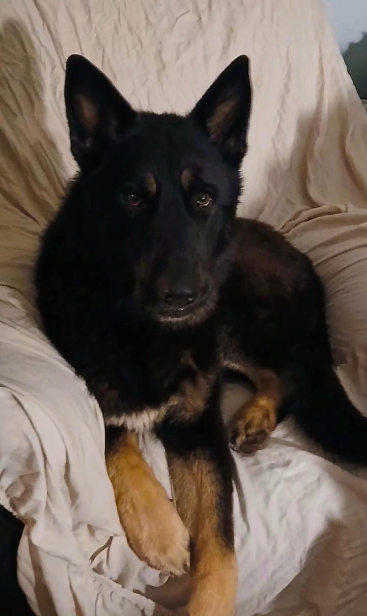 Vander, a ADOPTABLE mixed breed in Nipomo, CA image 3/6