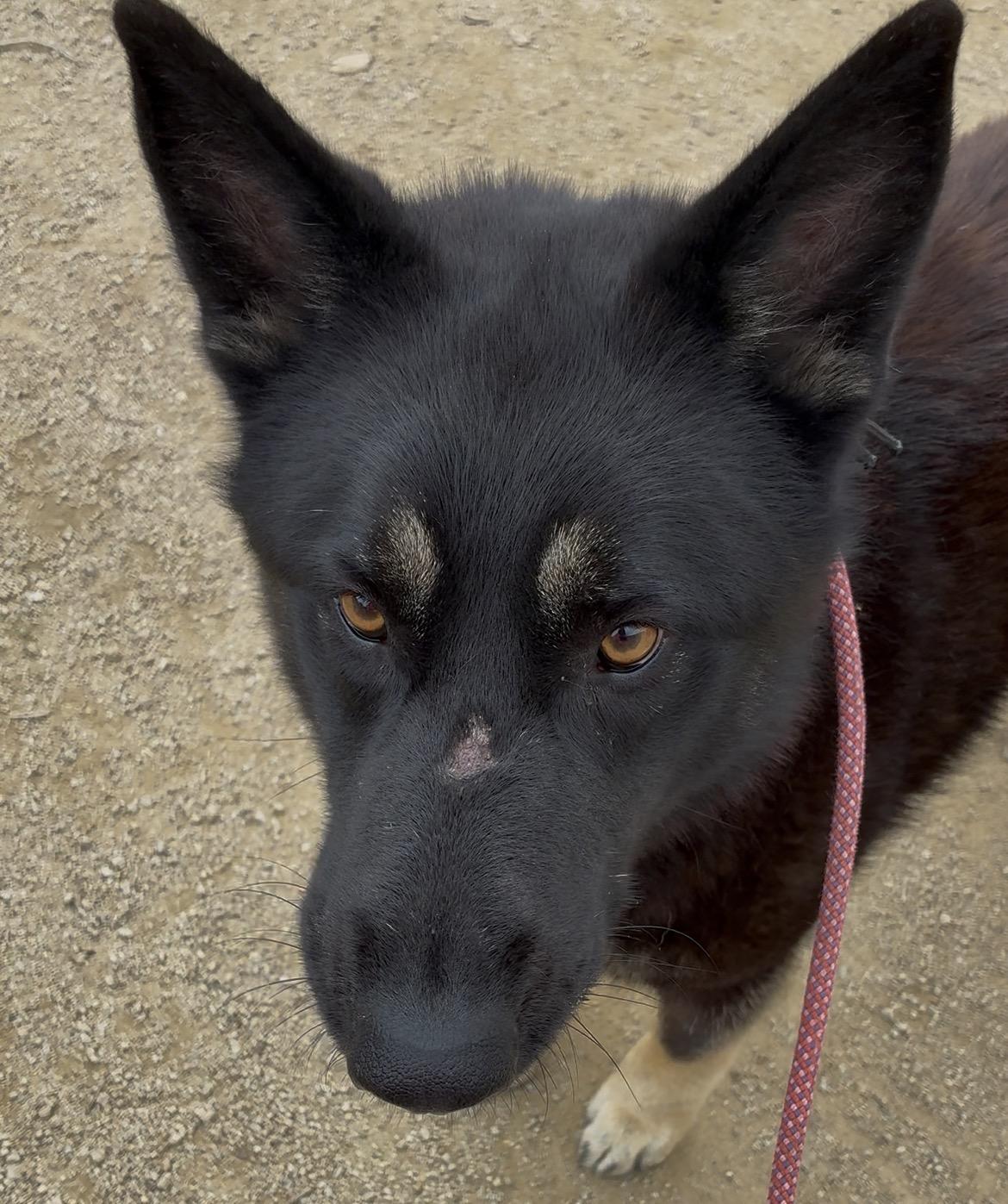 Vander, a ADOPTABLE mixed breed in Nipomo, CA image 5/6