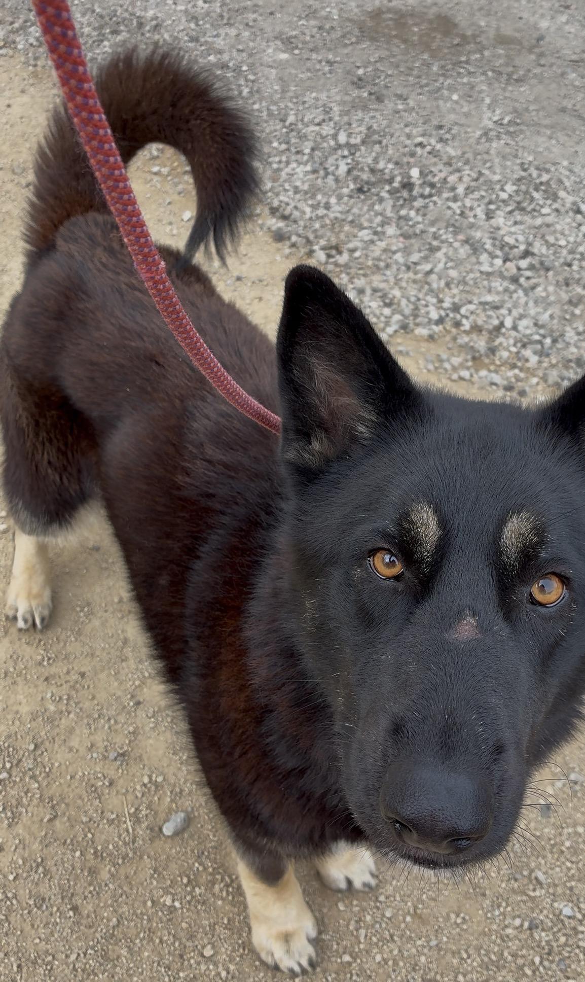 Vander, a ADOPTABLE mixed breed in Nipomo, CA image 4/6
